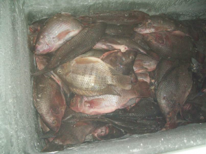 Piscicultura peixe